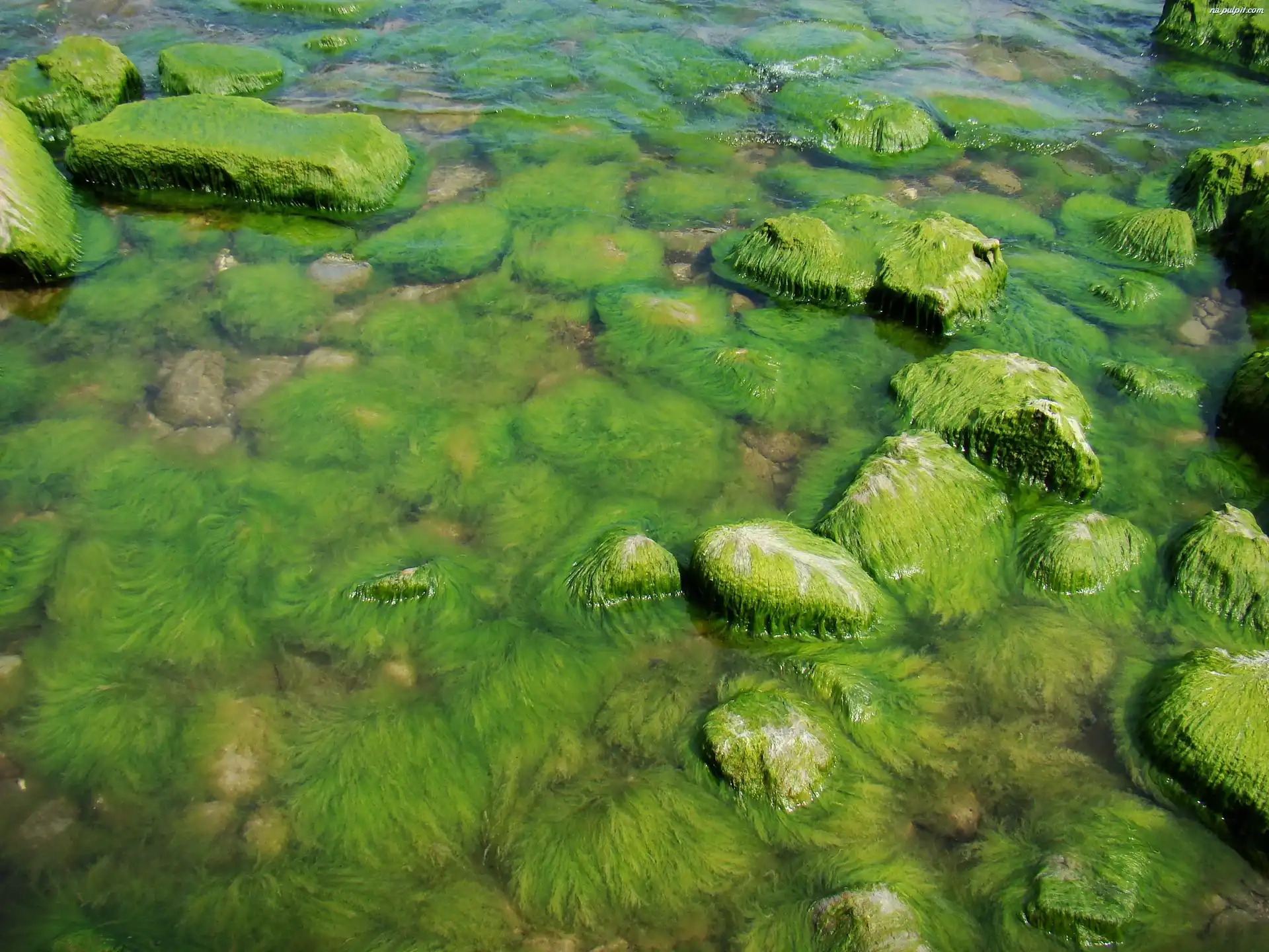 Kamienie, Gdynia Or³owo, Glony